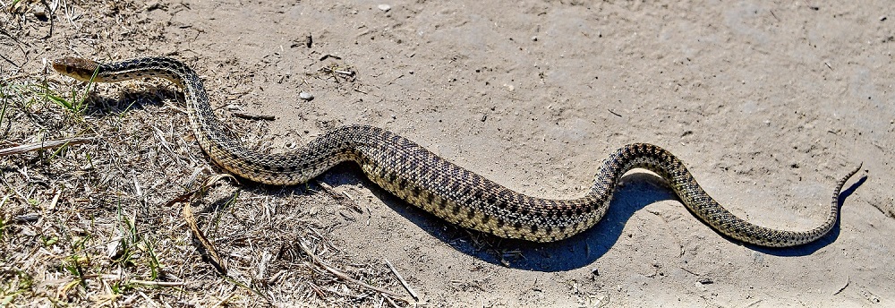 Sun Photo A00025 Gopher Snake in Wood Canyon